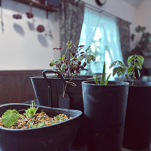 usagiさんの実例写真