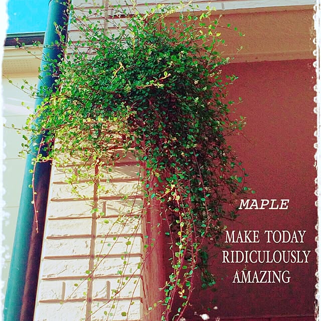 mapleさんの実例写真