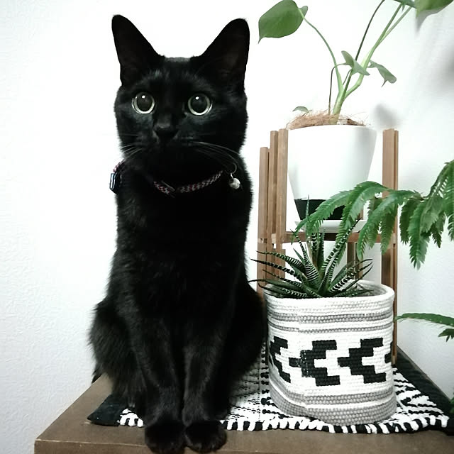 癒し/観葉植物/DIY/ねこ/ベッド周り...などのインテリア実例 - 2019-10-14 20:11:37