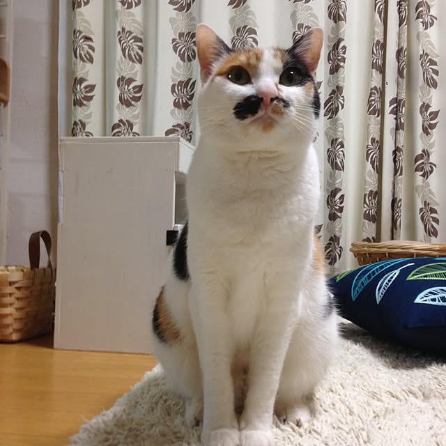 Kinanさんの実例写真