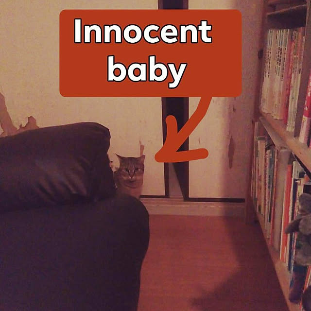 catloveさんの実例写真