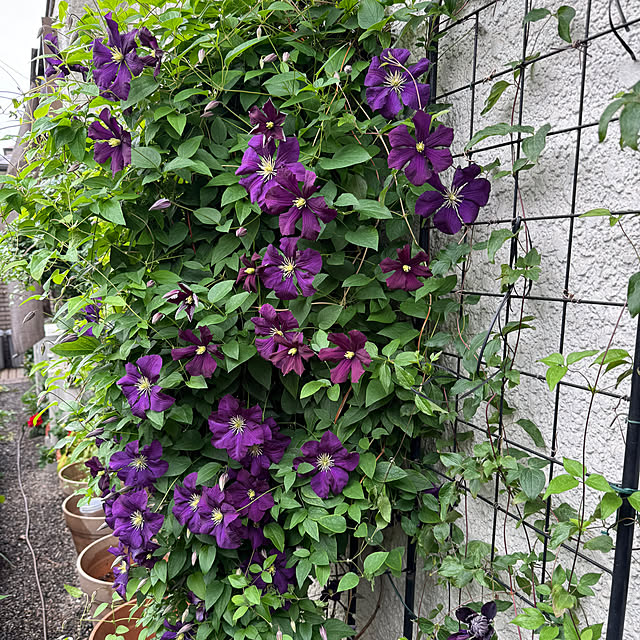 mamizaさんの部屋