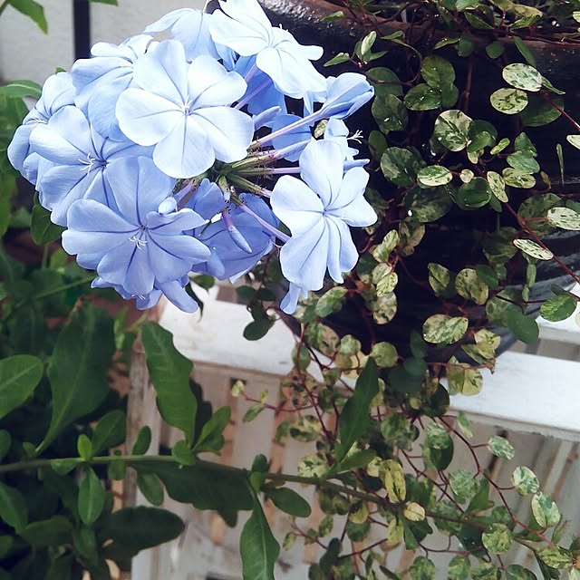 VERANDARJUNさんの実例写真