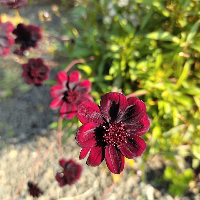 kiraさんの実例写真