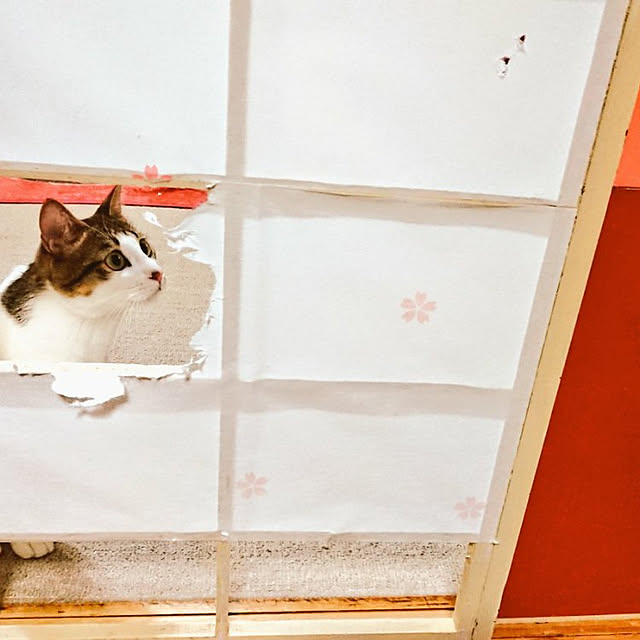 kikuさんの実例写真