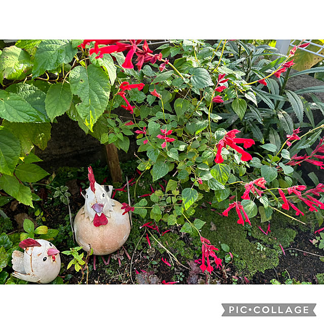 CoCo0617さんの実例写真