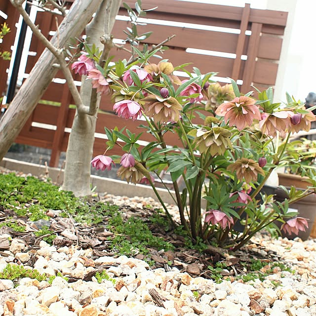 yunohaさんの実例写真