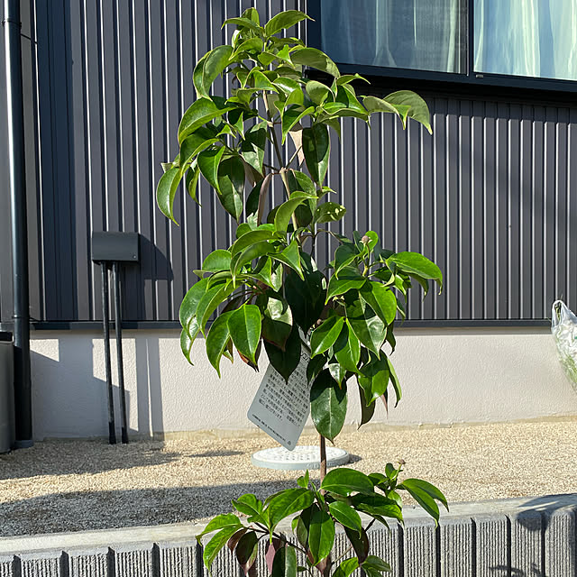 okaさんの実例写真