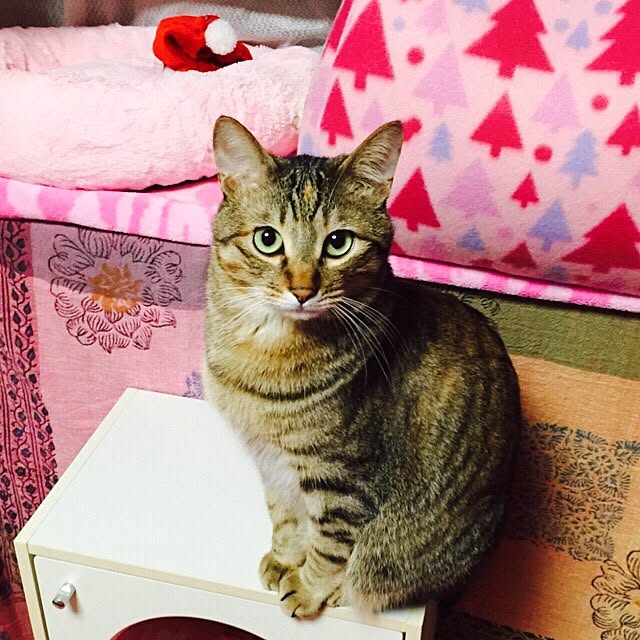 MASAさんの実例写真