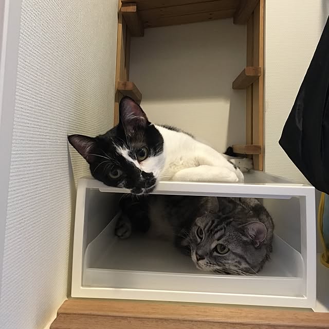 mikomaruさんの実例写真