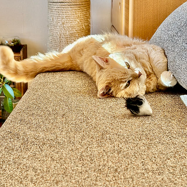 naokoさんの部屋