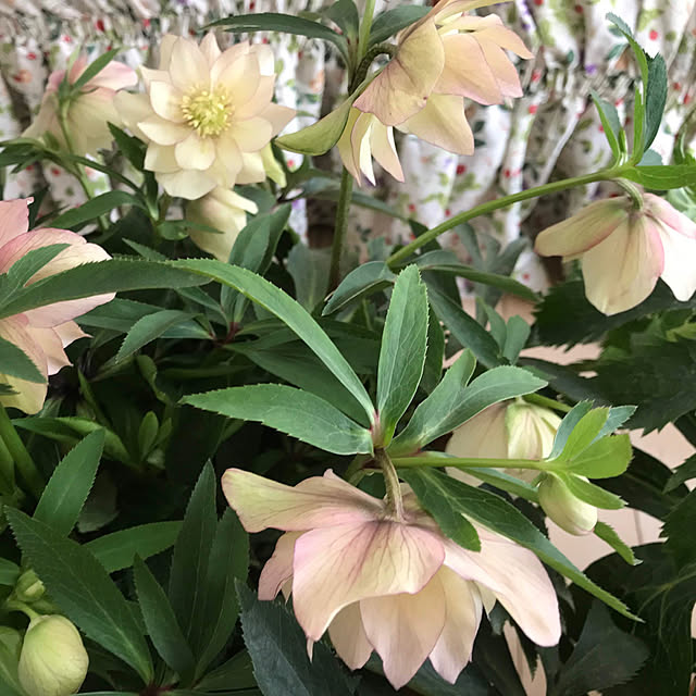 noinoi99さんの実例写真