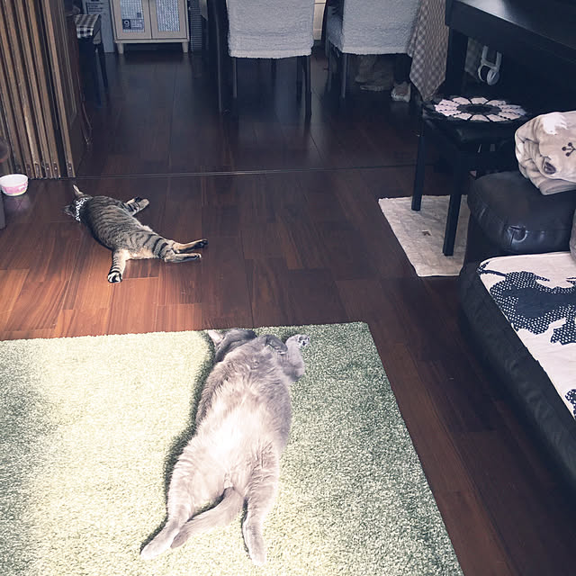 chikaさんの実例写真