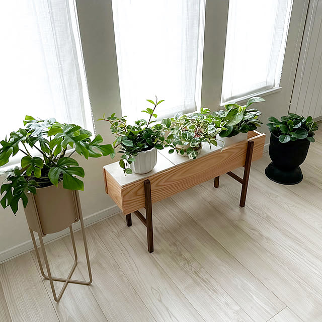 ヒメモンステラ 観葉植物のおすすめ商品とおしゃれな実例 ヒメモンステラ 観葉植物のおすすめ商品とおしゃれな実例