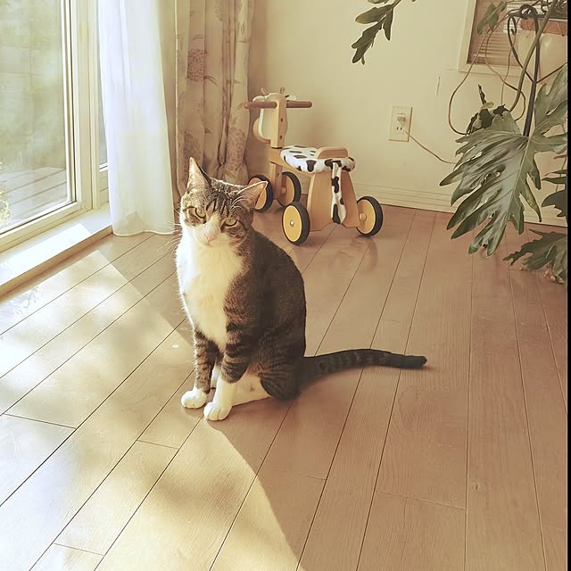 kiraさんの実例写真