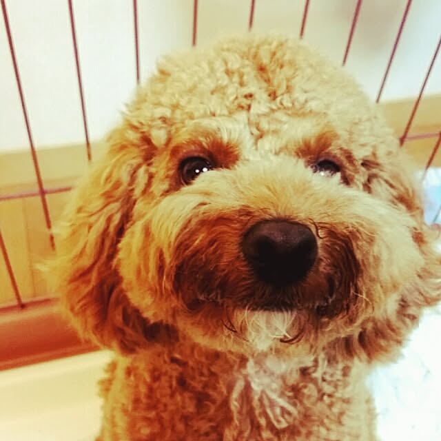 tomoki.さんの実例写真