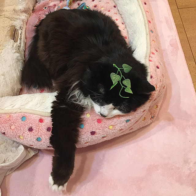 kanaさんの実例写真