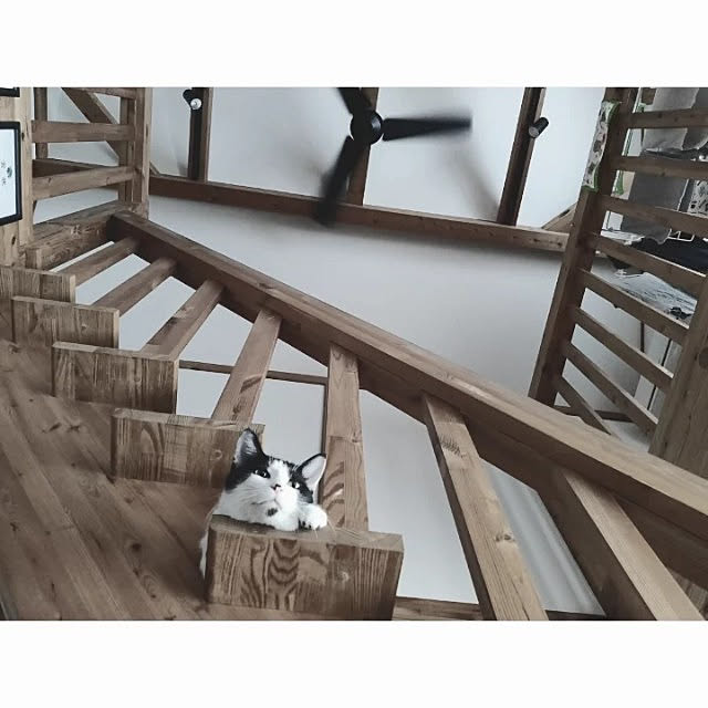 壁/天井/猫と暮らす家/インテリア/木の家/キャットウォーク...などのインテリア実例 - 2022-09-29 20:15:42