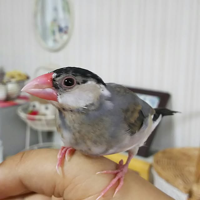 kumicocco311さんの実例写真