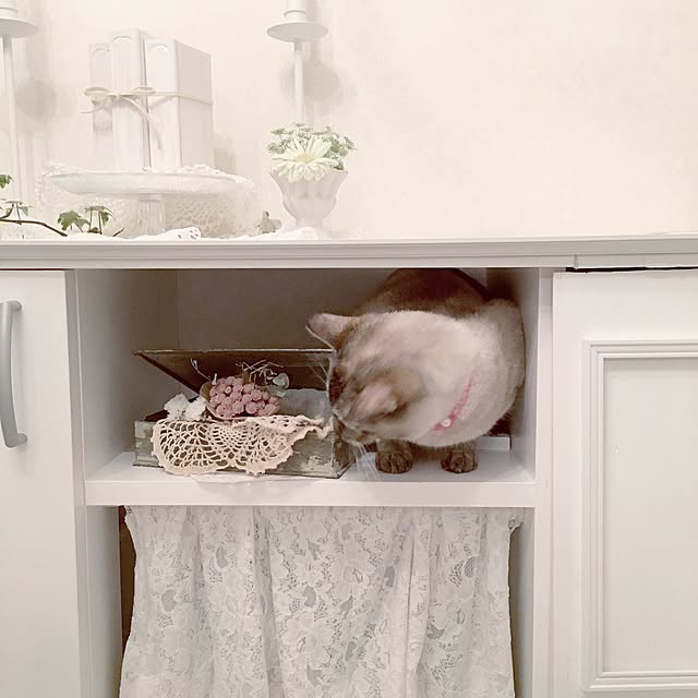 noelさんの実例写真