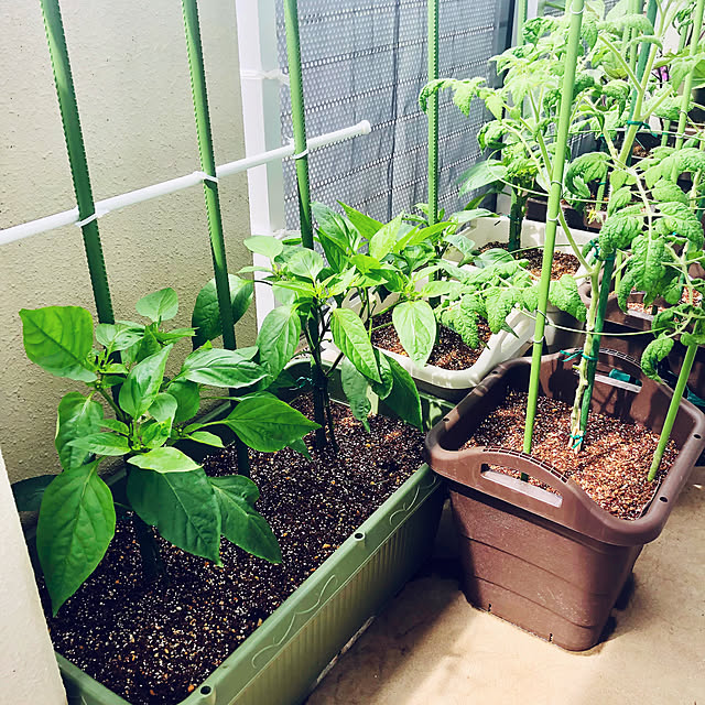 hanachanさんの部屋