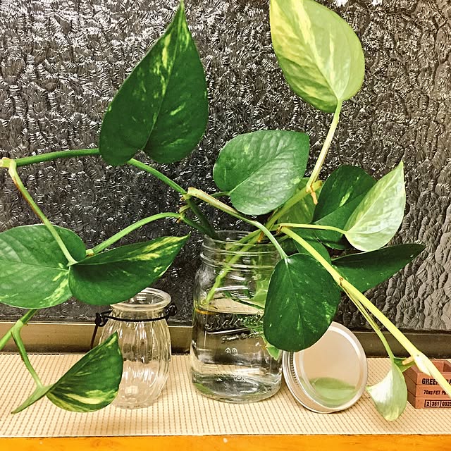 キッチン/観葉植物/セリア/雑貨のインテリア実例 - 2016-08-06 00:42:14