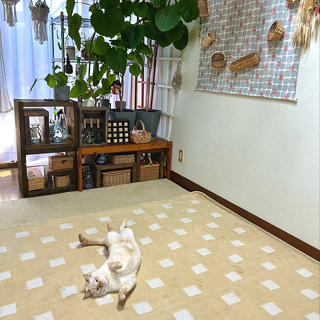 mohhaさんの実例写真