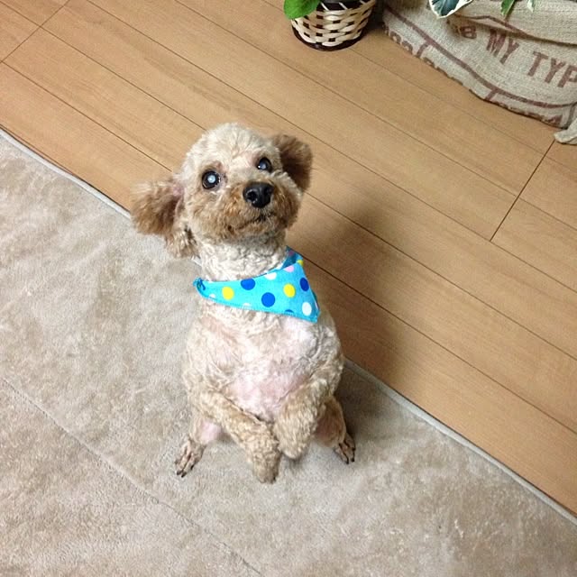 noriciさんの実例写真