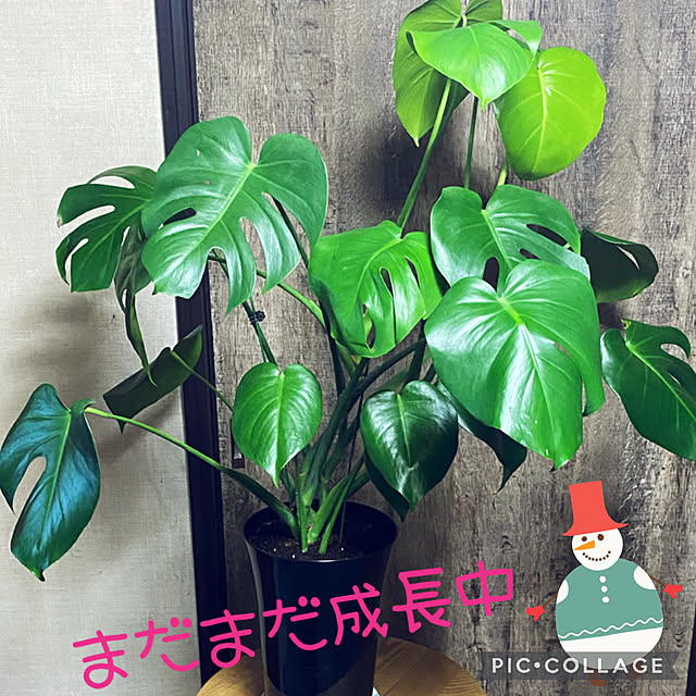 Smilkazuさんの実例写真