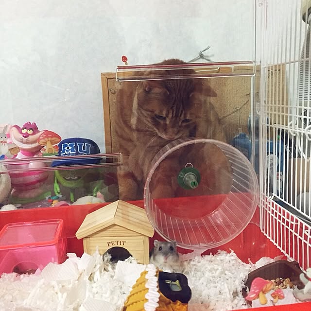 ohagiさんの実例写真