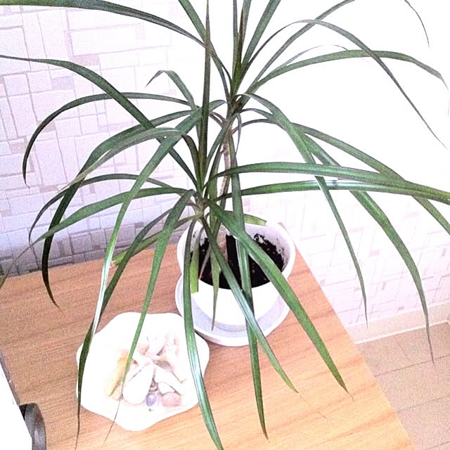 sonさんの実例写真