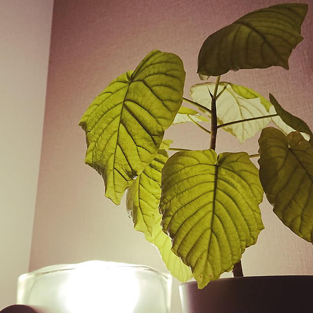 ベッド周り/観葉植物のインテリア実例 - 2019-01-01 23:33:07