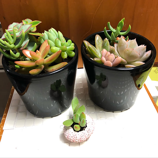 vivienne.coco-keiさんの実例写真