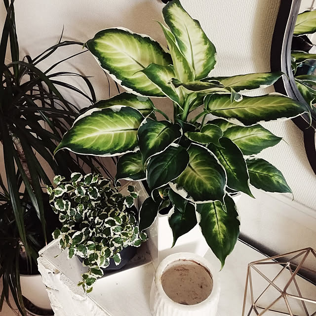 coco.Apartmanさんの実例写真