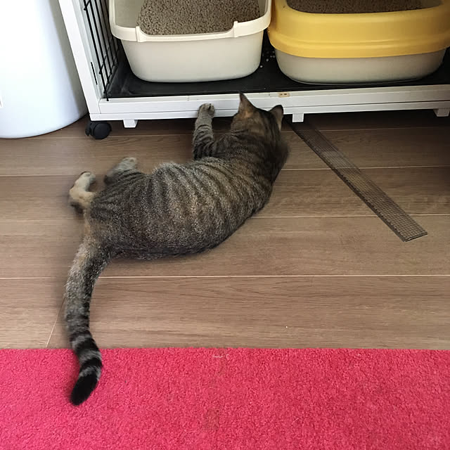 mikomaruさんの実例写真