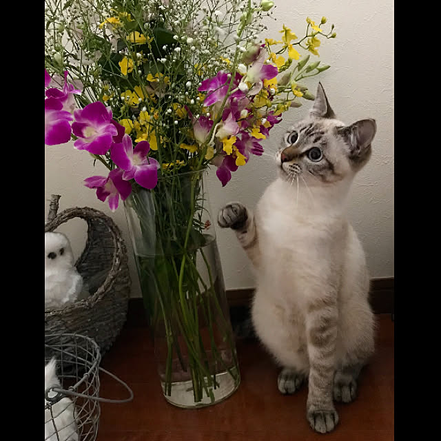 butachanさんの実例写真