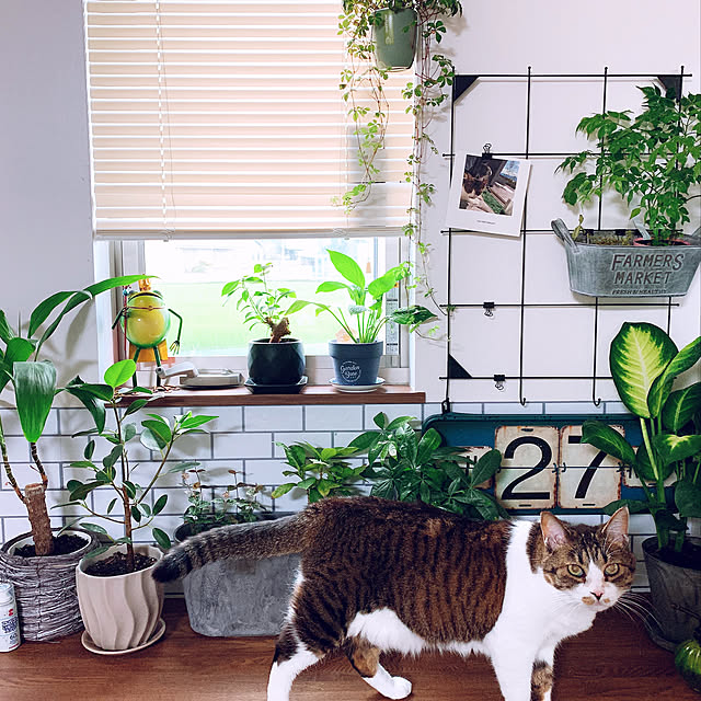 sorix74さんの実例写真