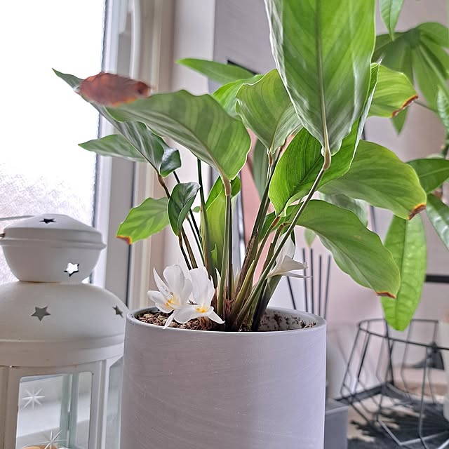 Jijiさんの部屋