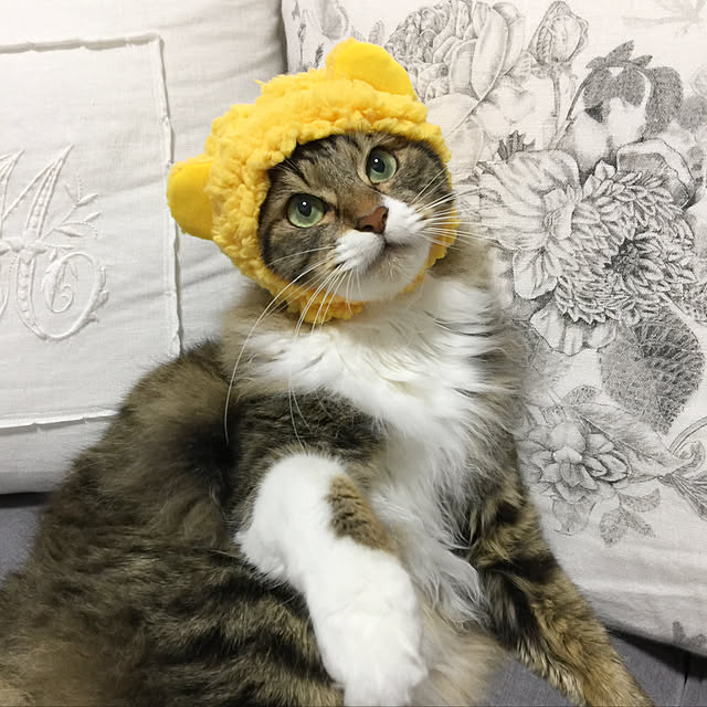yuchiさんの実例写真