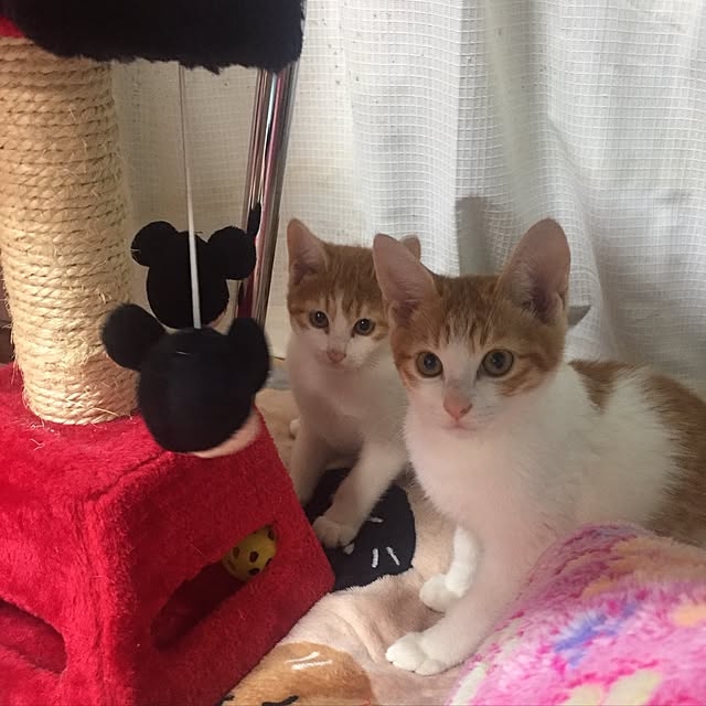 pokioさんの実例写真