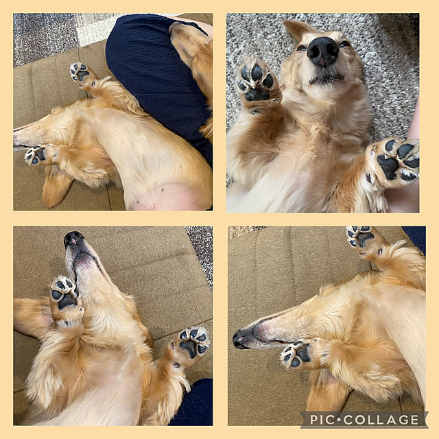 ponponcooさんの実例写真