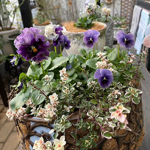 shiropenguinさんの部屋