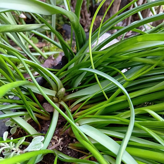 25Moondropsさんの部屋