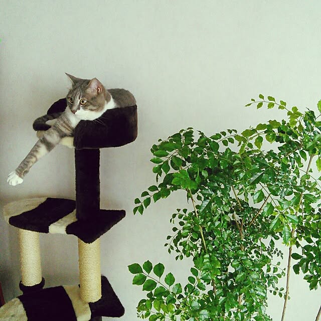 lovepandaさんの実例写真