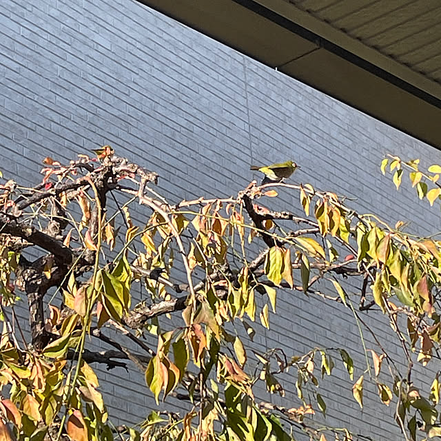 kuikoさんの部屋