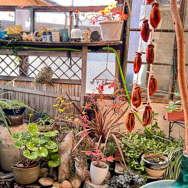 akaidarumaさんの実例写真