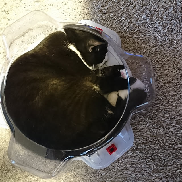 リビング/猫と暮らす家のインテリア実例 - 2022-11-02 20:21:51