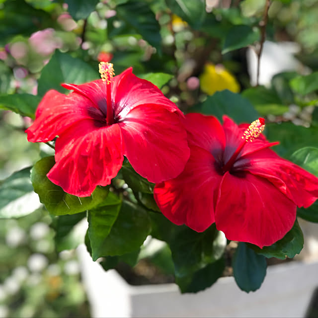 みどりのある暮らし/グリーンのある暮らし/お花のある暮らし/お花が好き/庭の花...などのインテリア実例 - 2022-09-12 09:19:30