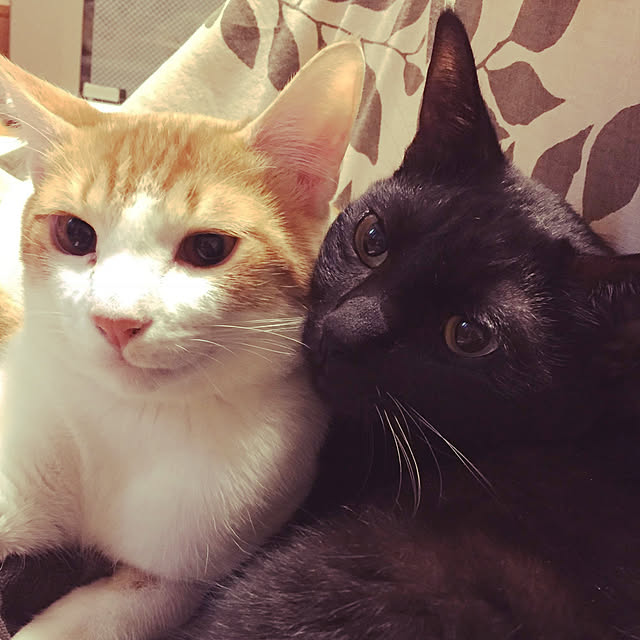 ねこが好き/ねこと暮らす。/リビングのインテリア実例 - 2019-05-29 22:22:26
