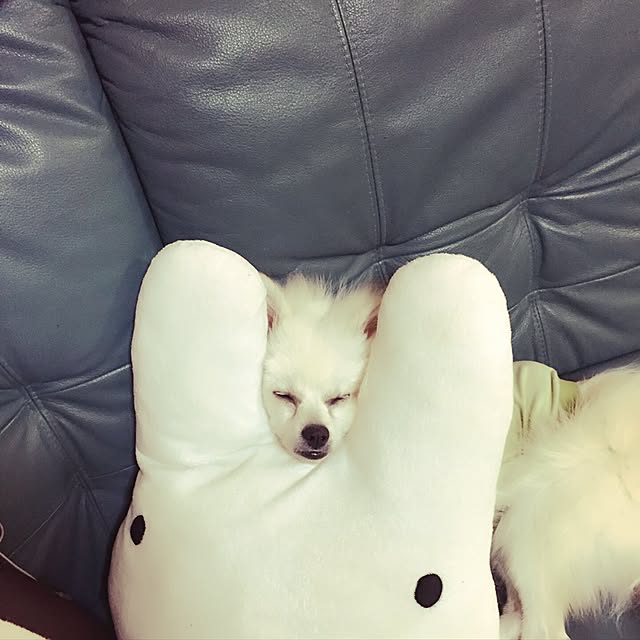 pomekoさんの実例写真